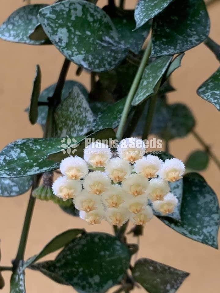 Hoya Plants(Small)