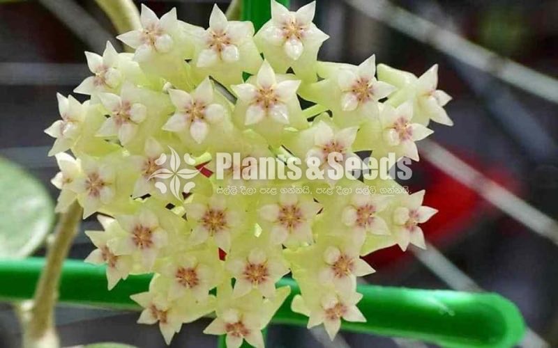 Hoya Plants(Small)
