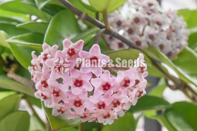 Hoya Plants(Small)