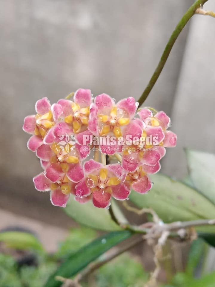 Hoya Plants(Small)