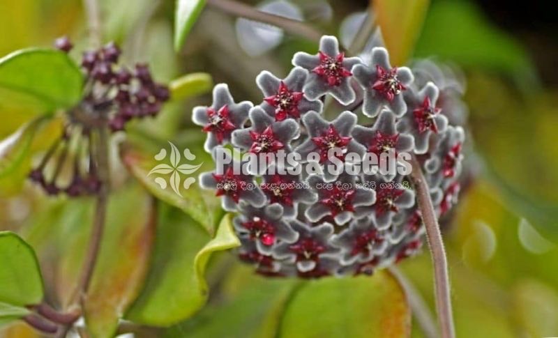 Hoya Plants(Small)