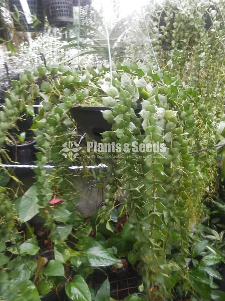 Hanging Plants