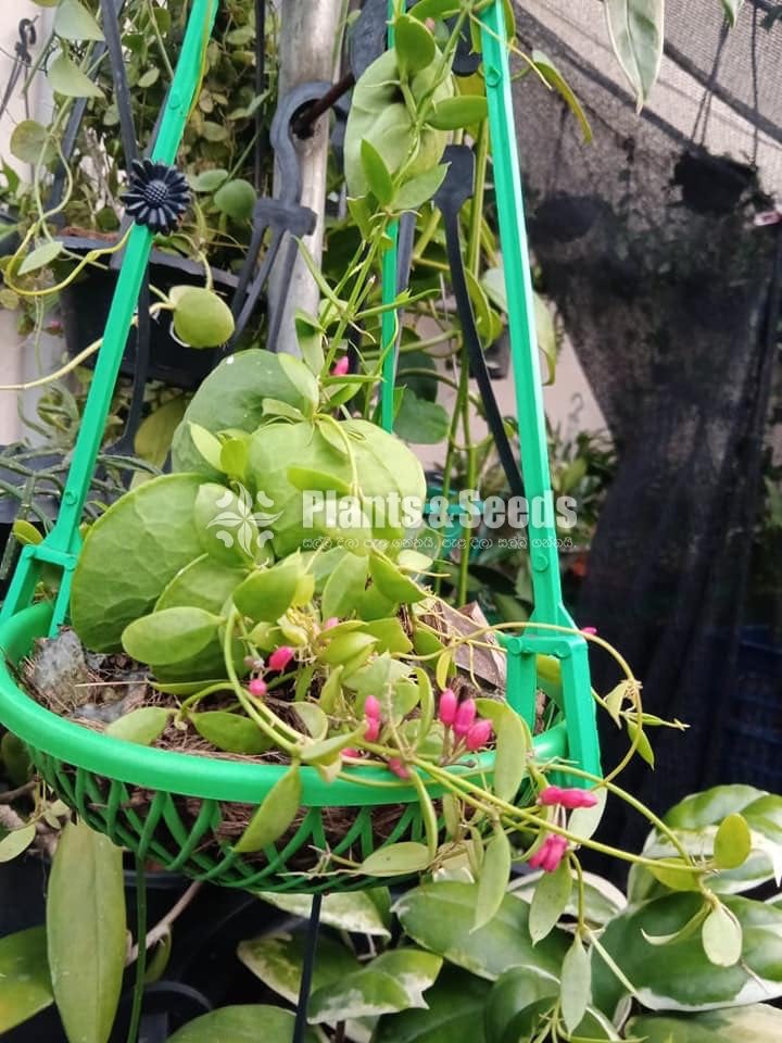 Hanging Plants