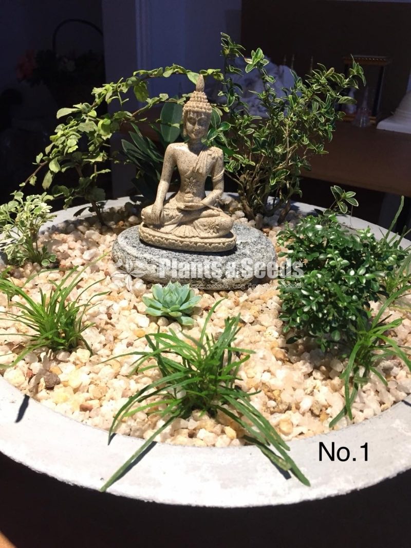 The Garden with the statue of the Lord Budhdha 