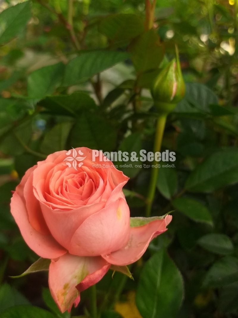 Roses