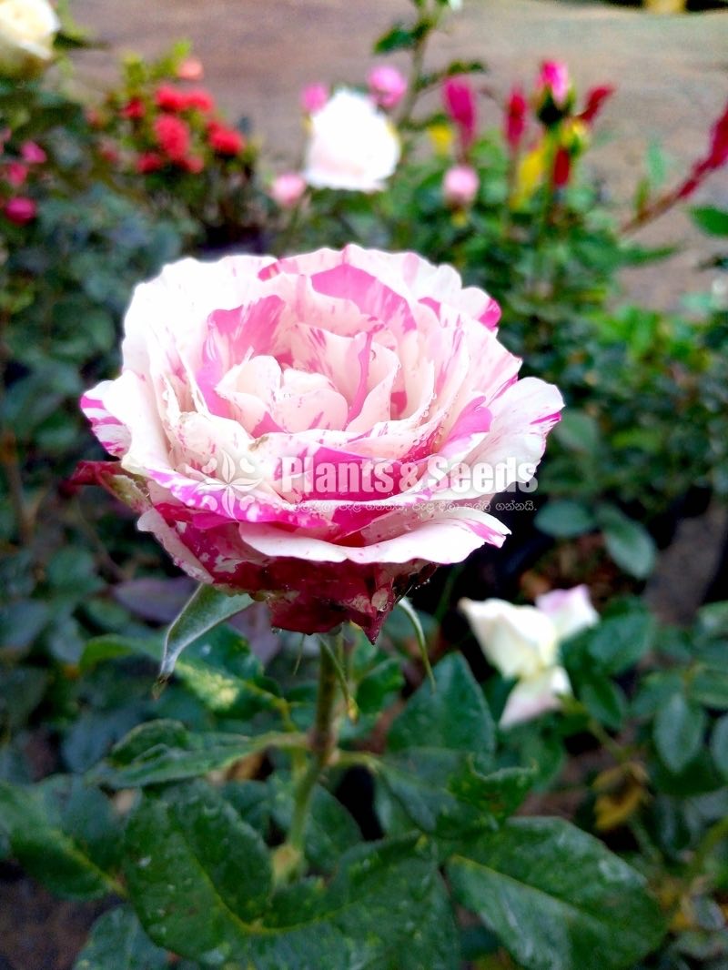 Roses