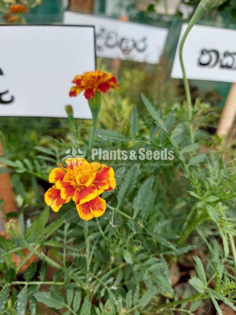 Budda(බුද්ද)