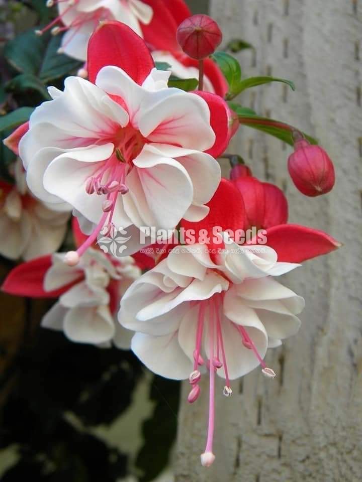 Fusia White