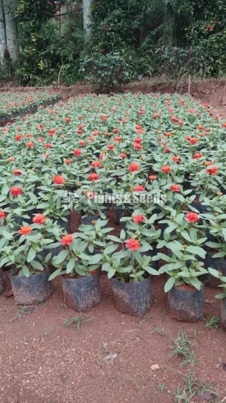 ZINNIAS 