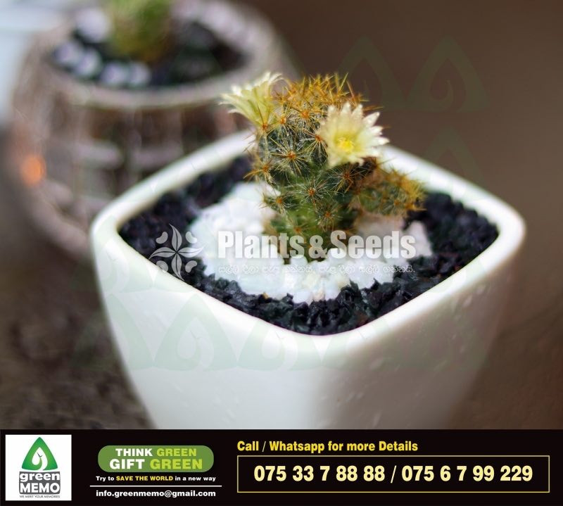 Cactus Plant with Porcelain Pot
