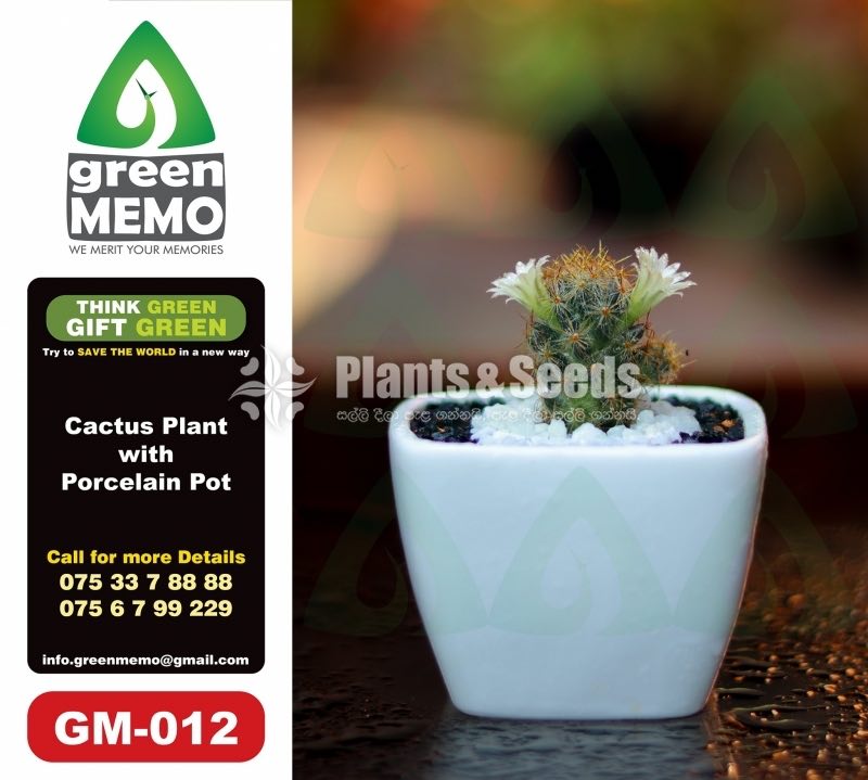 Cactus Plant with Porcelain Pot