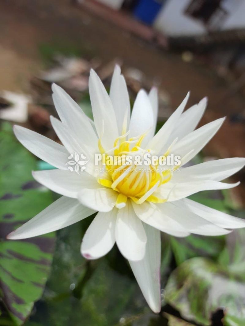  White with Commando leaf 