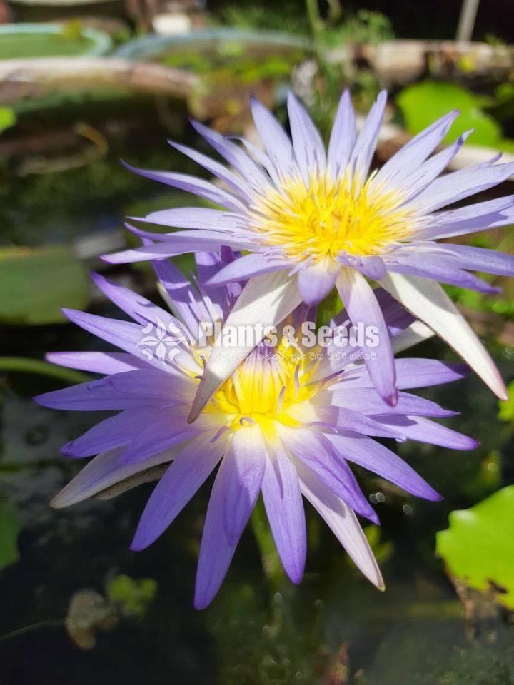  Hybrid - Purple