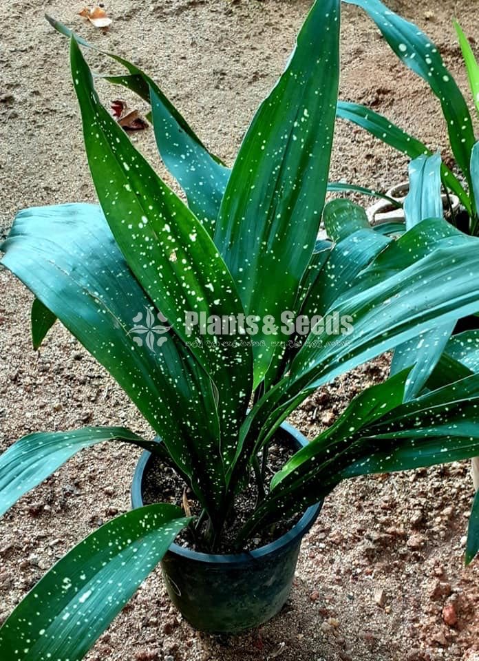 Calathea Plants