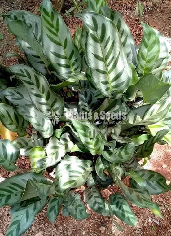 Calathea Plants