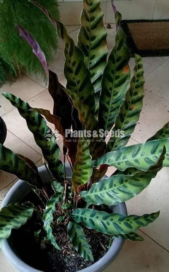 Calathea Plants