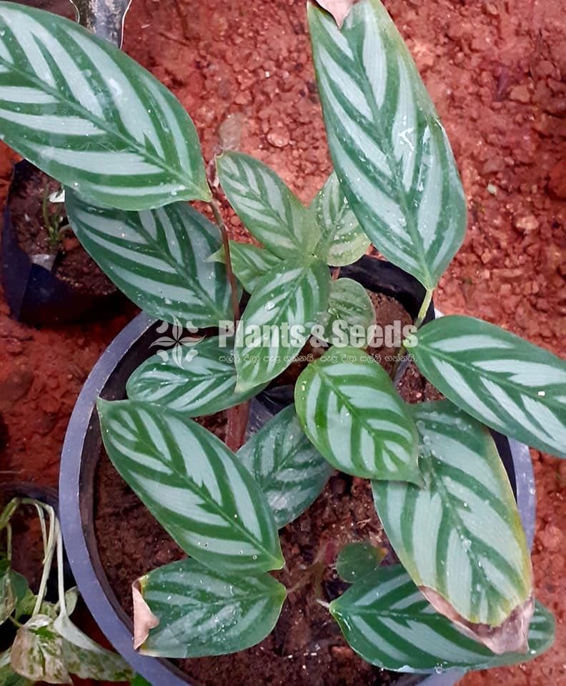 Calathea Plants