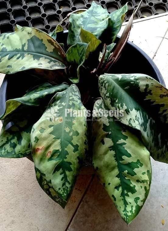Calathea Plants