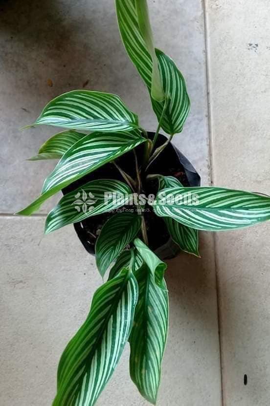 Calathea Plants