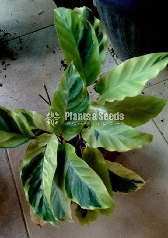 Calathea Plants