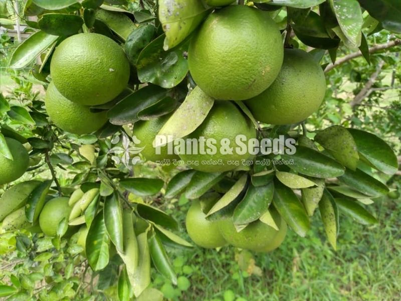 Bibila pani Dodam(බිබිල ස්ව්ට් පැණි දොඩම්)
