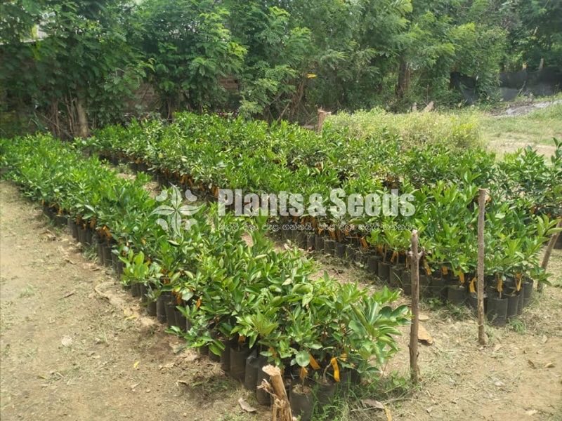 Bibila pani Dodam(බිබිල ස්ව්ට් පැණි දොඩම්)