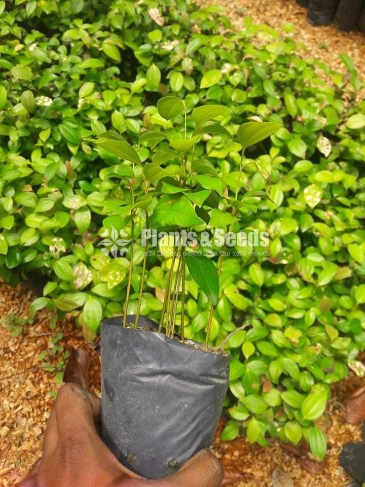 Cinnamon Plants (කුරුදු )