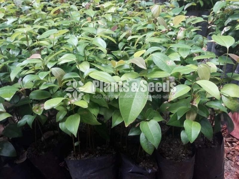 Cinnamon Plants (කුරුදු )