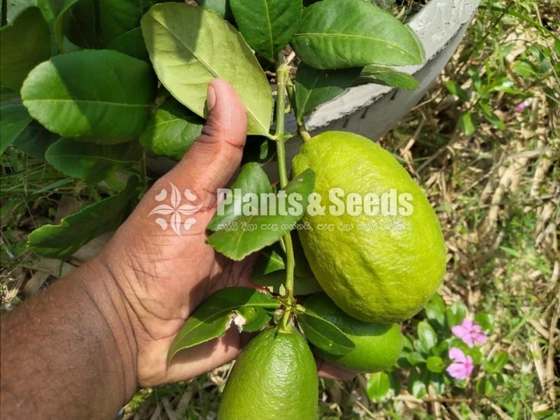 Lemmon Plants(ලෙමන් )
