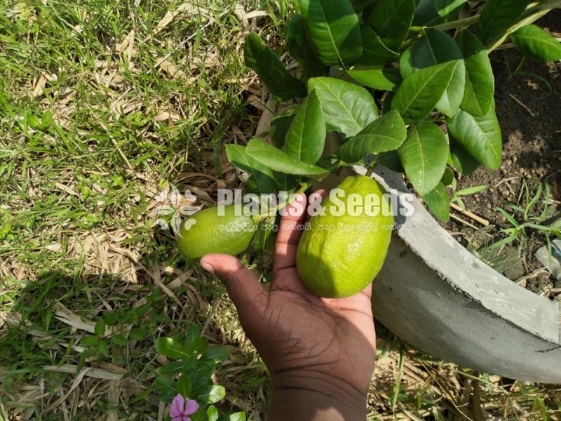 Lemmon Plants(ලෙමන් )