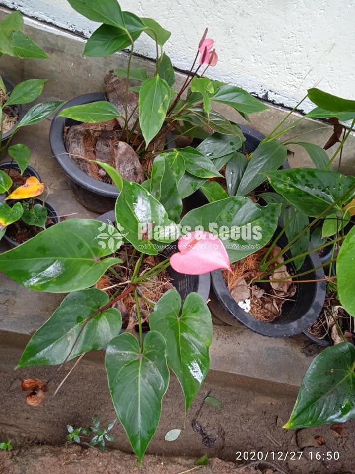 Anthurium 