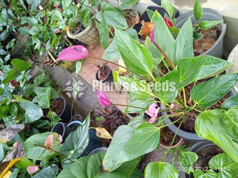Anthurium 