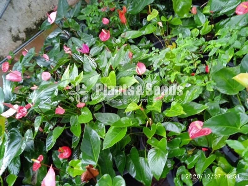 Anthurium 