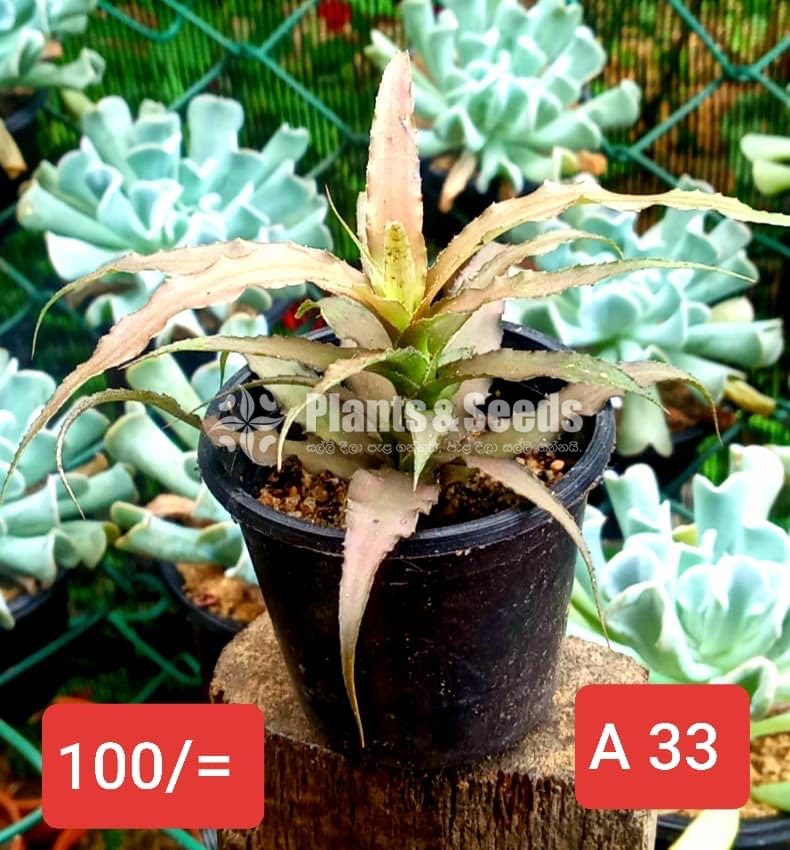 Cactus Collection