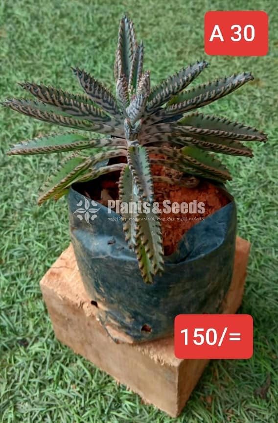 Cactus Collection