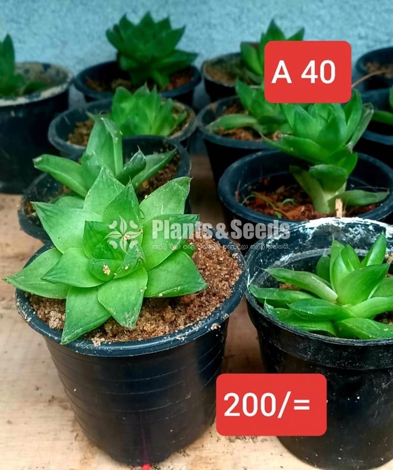 Cactus Collection