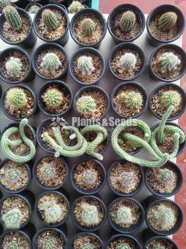 Cactus Collection