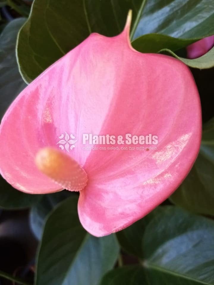 Anthurium Lady J with Flowers