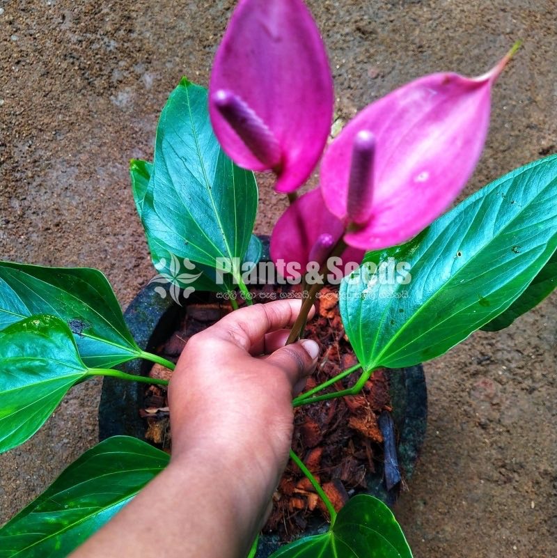 Purple range Anthurium