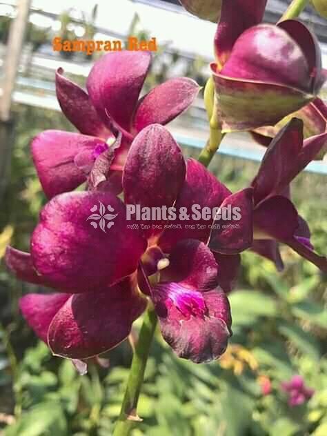 Thailand Dendrobium Orchids