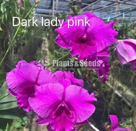 Thailand Dendrobium Orchids