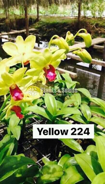 Thailand Dendrobium Orchids