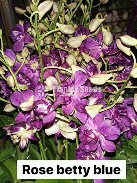 Thailand Dendrobium Orchids