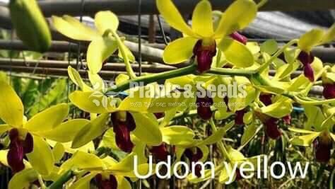 Thailand Dendrobium Orchids