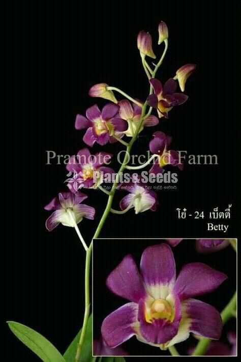 Thailand Dendrobium Orchids