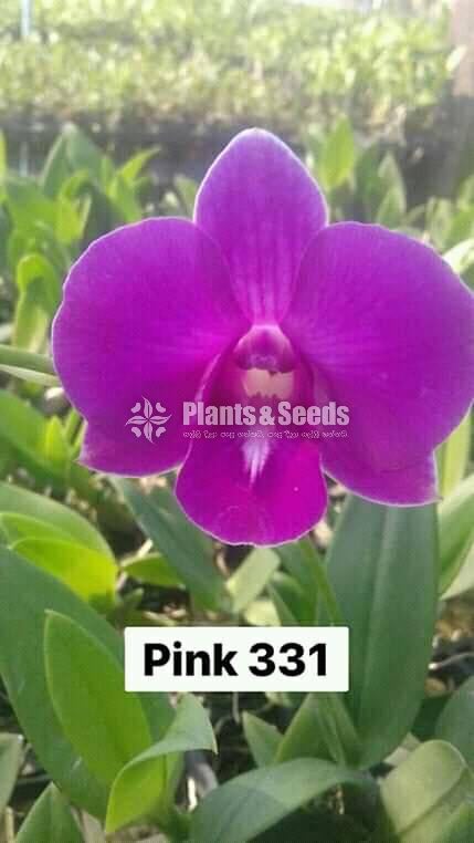 Thailand Dendrobium Orchids