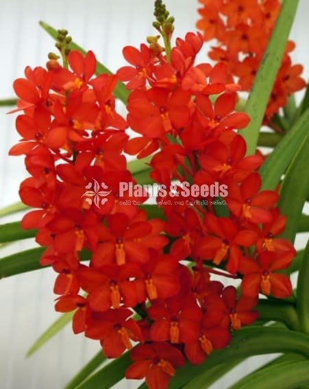 VAC-CURV RED Orchid