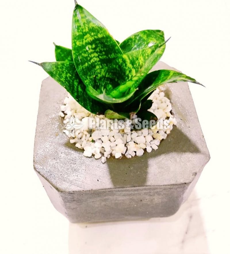 Indoor Plant - Sansevieria 