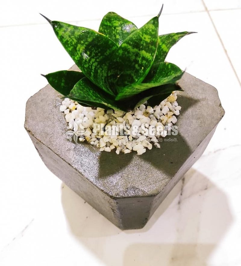 Indoor Plant - Sansevieria 