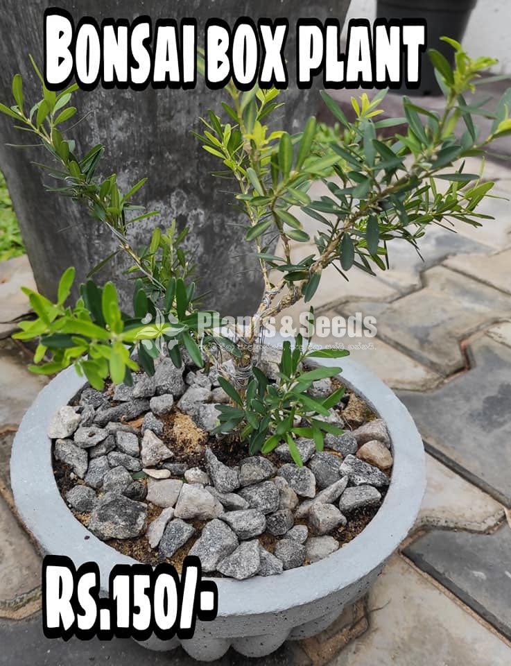 Bonsai Box Plant